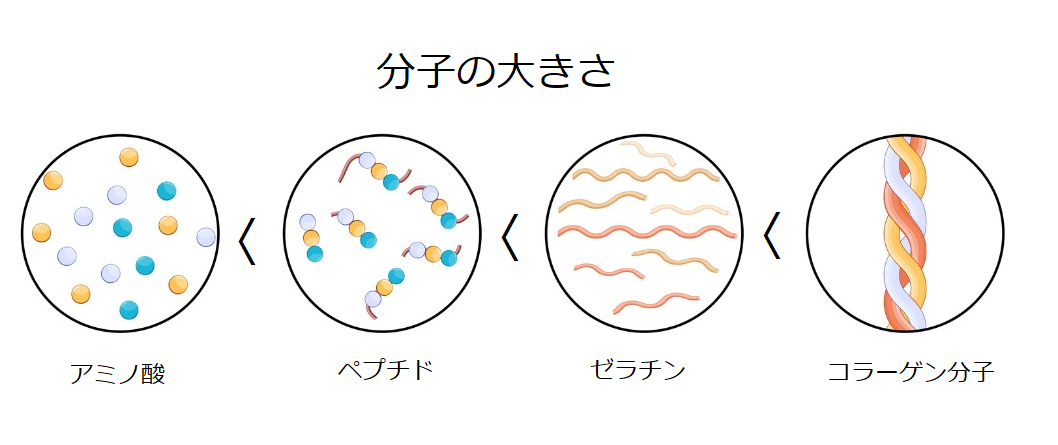 アミノ酸からコラーゲンまでの分子の大きさ