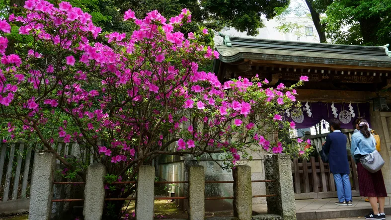 根津神社 つつじ 開花状況