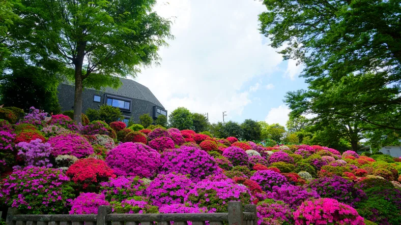 根津神社つつじ苑