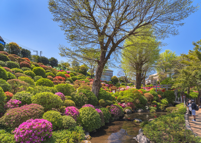 2020年4月16日の根津神社文京つつじまつり