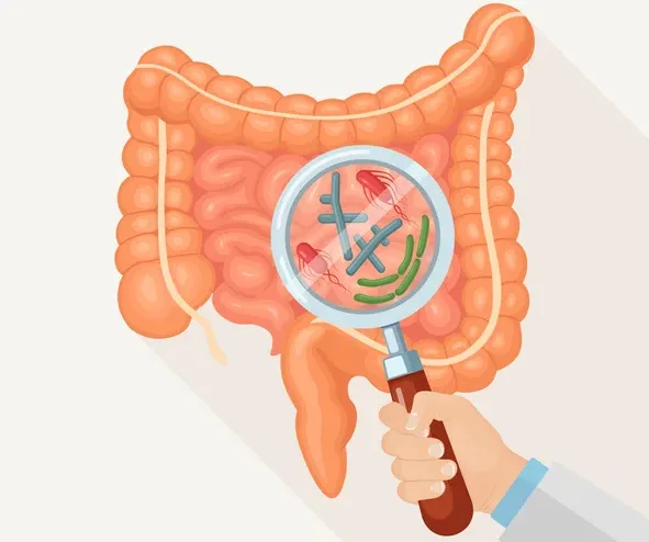 虫眼鏡で見る腸内